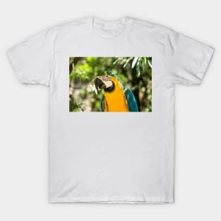 hbs blue macaw T-Shirt